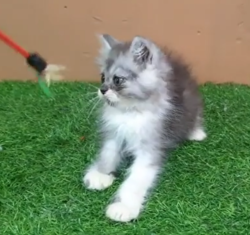 Chloe: Venta de gatitos hembras del Himalaya
