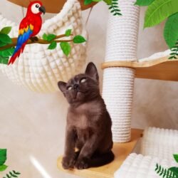 Jack: Venta de gatitos machos birmanos
