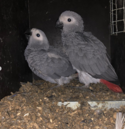 Femina - 3 semanas, Venta de loros grises africanos - Image 5