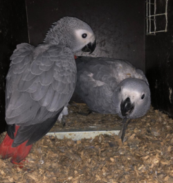 Femina - 3 semanas, Venta de loros grises africanos - Image 6