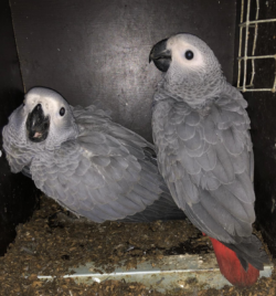 Femina - 3 semanas, Venta de loros grises africanos - Image 7