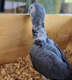 Femina - 3 semanas, Venta de loros grises africanos - Image 4