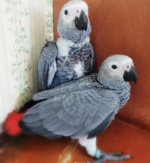 Macho - 3 semanas, Venta de loros grises africanos