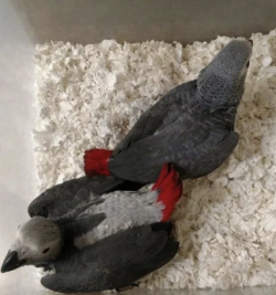Macho - 3 semanas, Venta de loros grises africanos - Image 6