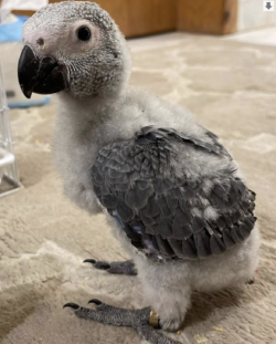 Femina - 3 semanas, Venta de loros grises africanos - Image 3