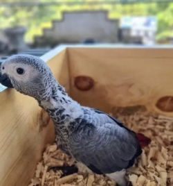 Femina - 3 semanas, Venta de loros grises africanos