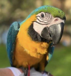 ( Linda - Hembra ) 1 año,  Guacamayo azul y amarillo en venta - Image 2