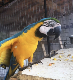 ( Linda - Hembra ) 1 año,  Guacamayo azul y amarillo en venta - Image 3