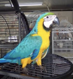 ( Linda - Hembra ) 1 año,  Guacamayo azul y amarillo en venta