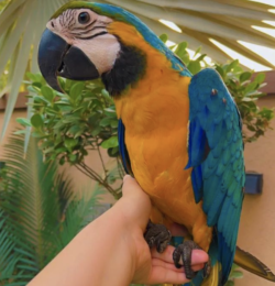 ( Leo - Macho ) 1 año,  Guacamayo azul y amarillo en venta