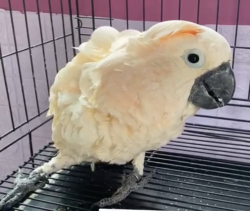 Macho - 3 semanas,  Loros cacatúa de las Molucas a la venta