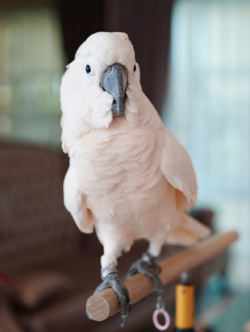 Macho - 12 semanas,  Loros cacatúa de las Molucas a la venta - Image 3