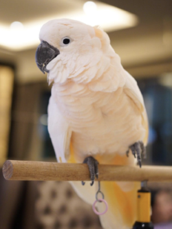 Macho - 12 semanas,  Loros cacatúa de las Molucas a la venta - Image 4