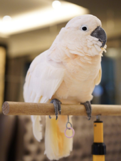 Macho - 12 semanas,  Loros cacatúa de las Molucas a la venta - Image 5
