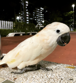 Max, Macho - 6 semanas,  Loros cacatúa de las Molucas a la venta - Image 5