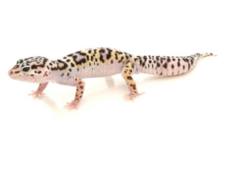 Gecko leopardo de las nieves Mack a la venta