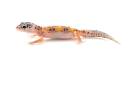 Gecko leopardo Enigma a la venta