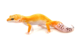 Gecko leopardo de alto color a la venta