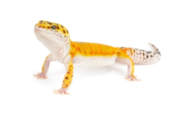 Gecko leopardo mandarina a la venta