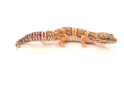 Gecko leopardo albino chocolate a la venta