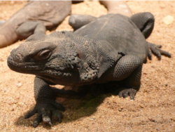 Chuckwalla en venta