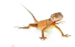 Iguana roja en venta
