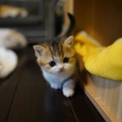 Nombre : Clyde - Venta de gatitos Munchkin Macho