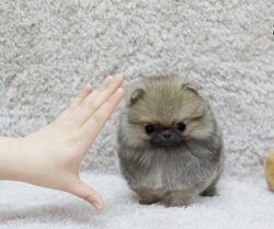 Nombre : Ann -Cachorro Pomerania Hembra a la venta