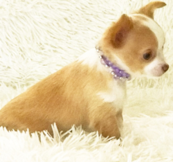 Nombre : lil ELi - Venta de cachorro de chihuahua de pelo largo Hembra