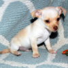 Nombre : Devoe - Venta de cachorro de chihuahua