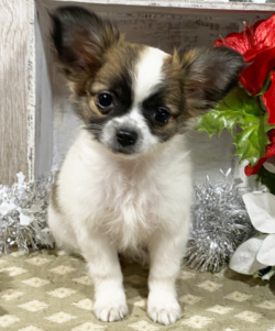 Nombre : Kyler - Venta de cachorro de chihuahua de pelo largo Macho - Image 2