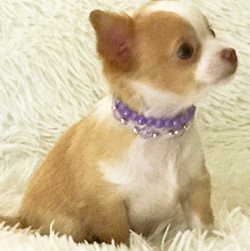 Nombre : lil ELi - Venta de cachorro de chihuahua de pelo largo Hembra - Image 3