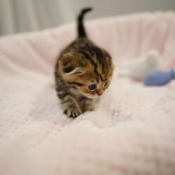 Nombre : Calvin - Venta de gatitos Munchkin Macho - Imagen 3