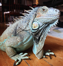 iguana rinoceronte precio