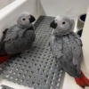 Venta de Loro Gris Africano de 03 Meses en Mascotas.en-ventas.com - Imagen 3