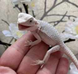 Compra tu Dragón Barbudo Macho: Hipopótamo Cero de 05 Meses en mascotas.en-ventas.com