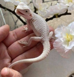 Compra tu Dragón Barbudo Macho: Hipopótamo Cero de 05 Meses en mascotas.en-ventas.com - Image 3