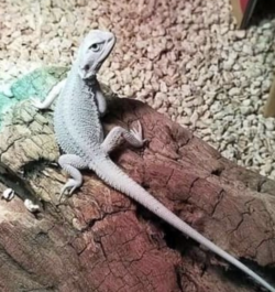 Compra tu Dragón Barbudo Macho: Hipopótamo Cero de 05 Meses en mascotas.en-ventas.com - Image 2