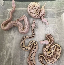 Pitón Bola en Venta: Clutch Firebee x Vainilla Pastel