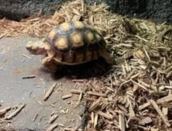 Descubre la Tortuga Sulcata en Venta en Mascotas.en-ventas.com - Imagen 6