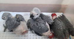 03 meses, loros grises en venta - mascotas.en-ventas.com - Image 3
