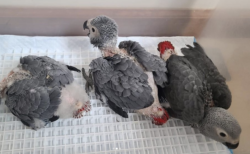 03 meses, loros grises en venta - mascotas.en-ventas.com