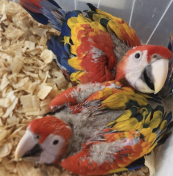 03 meses, loros guacamayos rojos en venta - mascotas.en-ventas.com