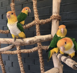 05 meses, loros Caique en venta - mascotas.en-ventas.com