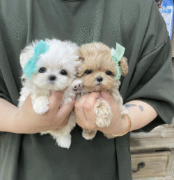 🐶 Maltipoo Precio – Cachorros Sanos y Registrados en de-mascotas.es