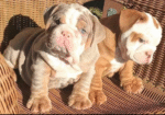 🐾 Comprar Bulldog Inglés – Cachorros Sanos, Registrados y con Entrega en Europa | de-mascotas.es