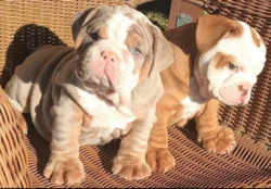 🐾 Comprar Bulldog Inglés – Cachorros Sanos, Registrados y con Entrega en Europa | de-mascotas.es