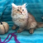 🐱 Gato Munchkin Precio en España – Compra Cachorros Sanos y Registrados en de-mascotas.es